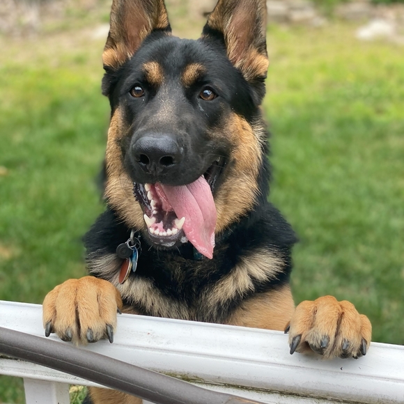 Meet your Posher Merlin aka Cheryl - Picture 8 of 12